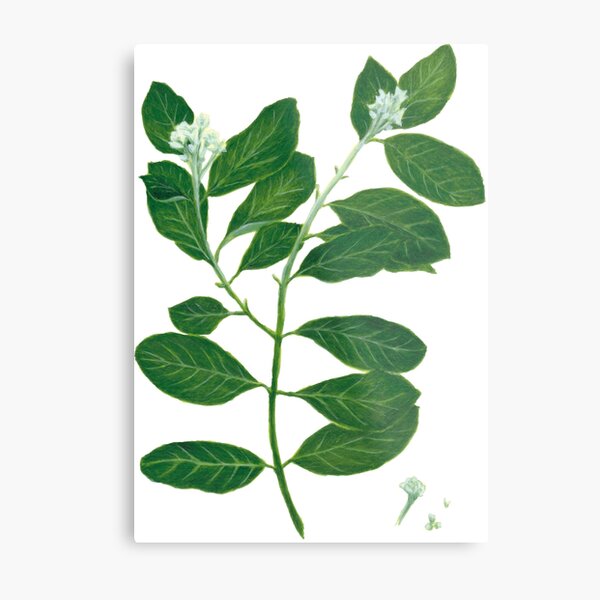 Mt. St. Helena Olive Metal Print