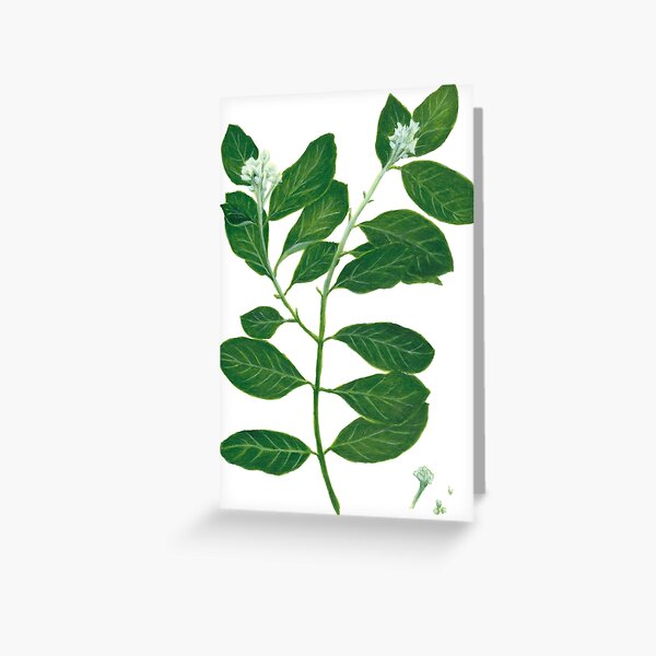Mt. St. Helena Olive Greeting Card