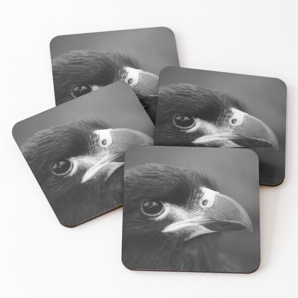 Item preview, Caracara designed and sold by Tropicalsteve.
