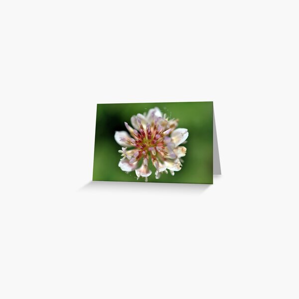 Sweet White Clover Greeting Card
