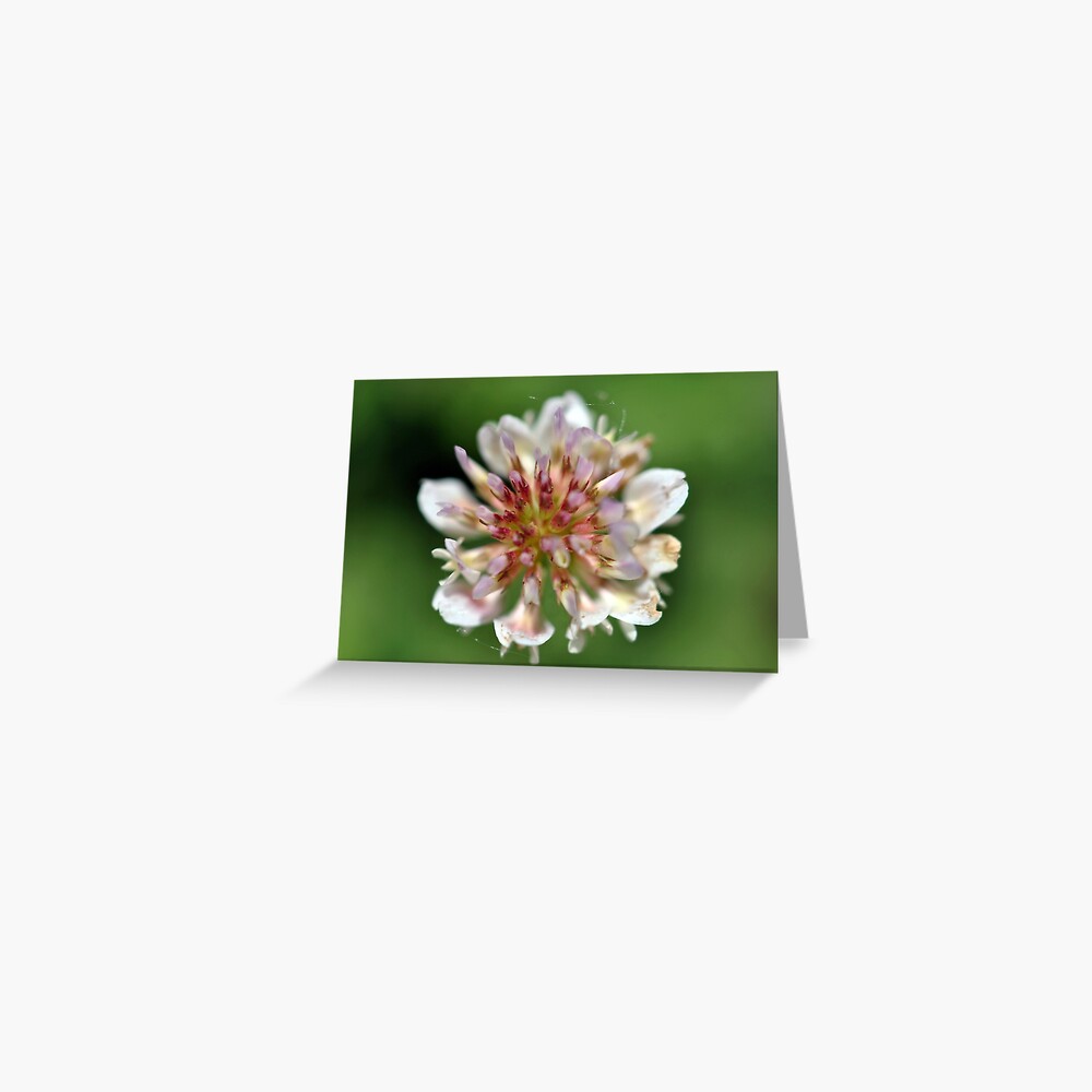 Sweet White Clover Greeting Card