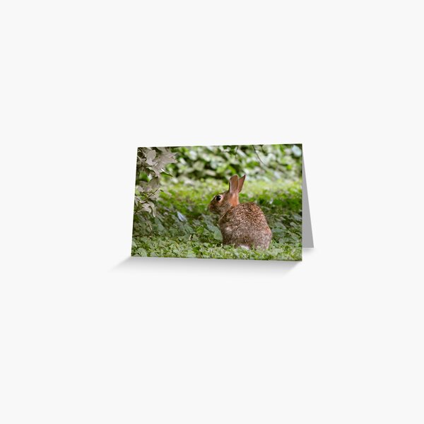 Dumb Bunny Greeting Card