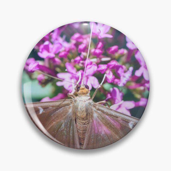 Item preview, Macro of Cydalima Perspectalis butterfly boxwood insect designed and sold by Grégory DUBUS.
