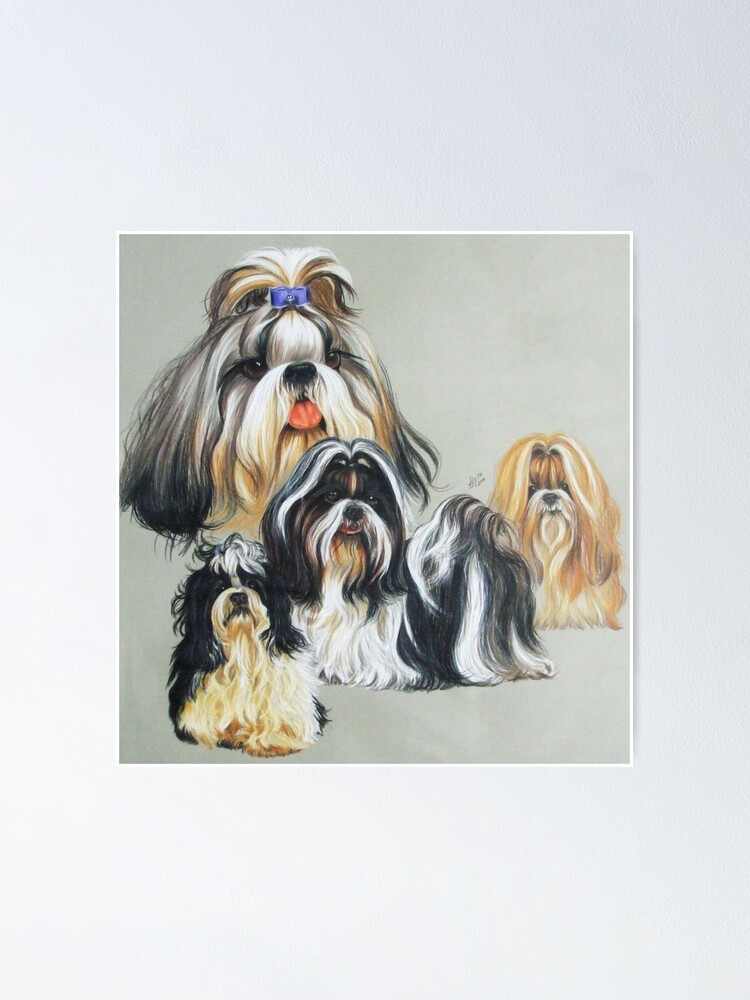 Shih Tzu Gallimaufry