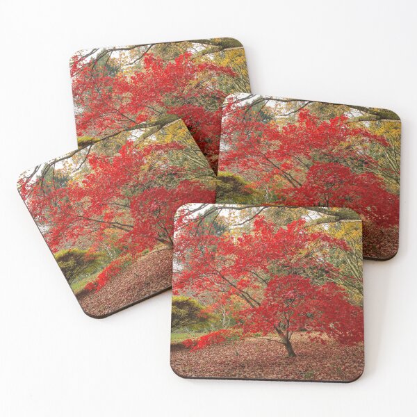 Item preview, Japanese Maple - Acer palmatum 'Osakazuki'  designed and sold by BradleyRogers96.