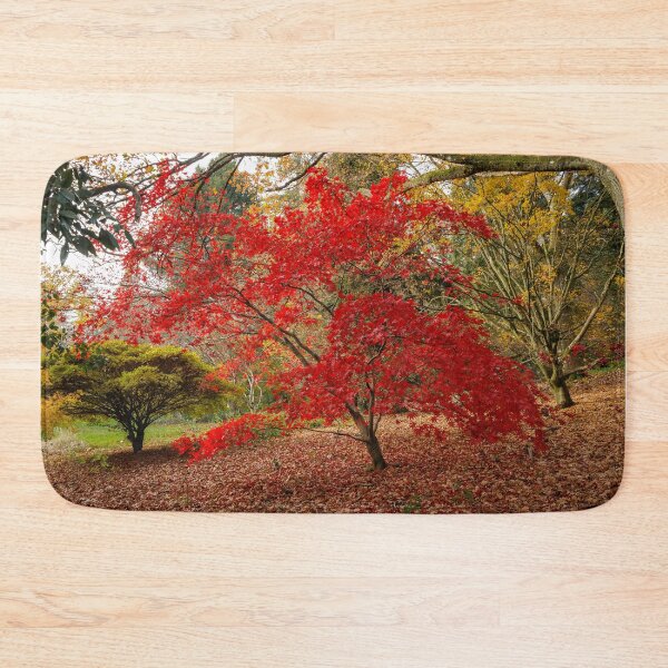 Item preview, Japanese Maple - Acer palmatum 'Osakazuki'  designed and sold by BradleyRogers96.