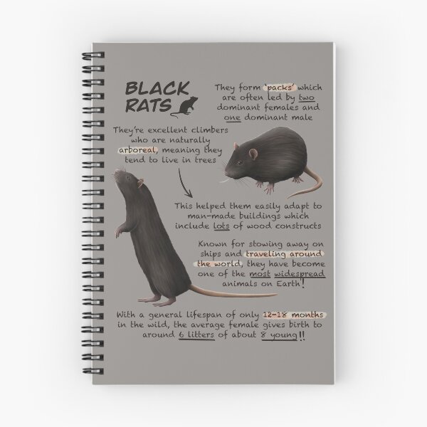 Item preview, Black Rats Fun Animal Facts designed and sold by troyanthonyart.