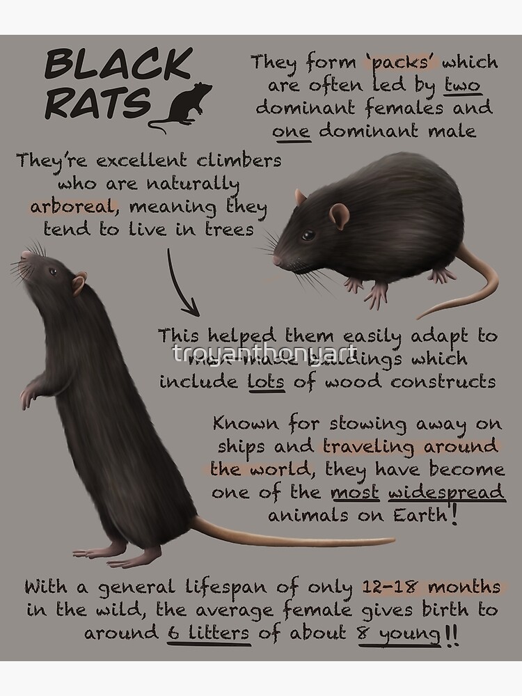 Facts About Rats, Rat Facts