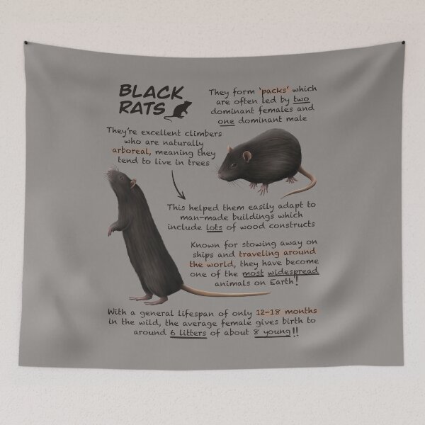 Artikelvorschau, Black Rats Fun Animal Fakten entworfen und verkauft von troyanthonyart.