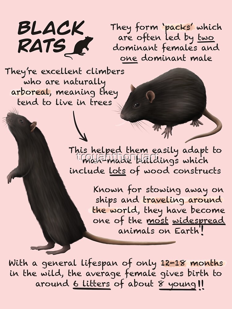 8 Interesting Facts About Rats