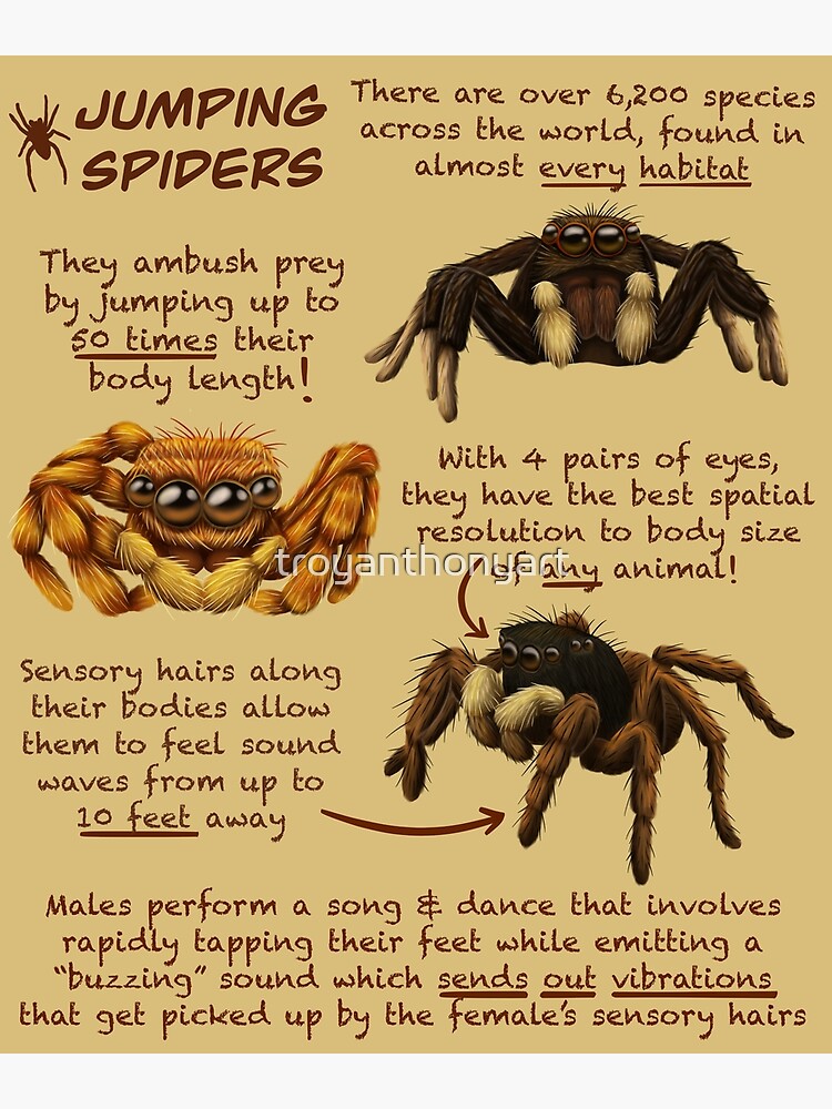 Jumping Spider Fun Facts