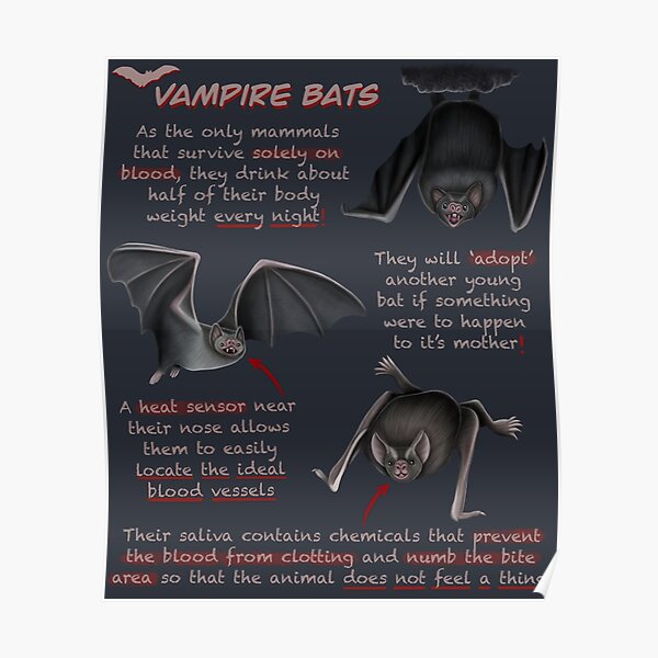 "Vampire Bats Fun Animal Facts" Poster for Sale by troyanthonyart