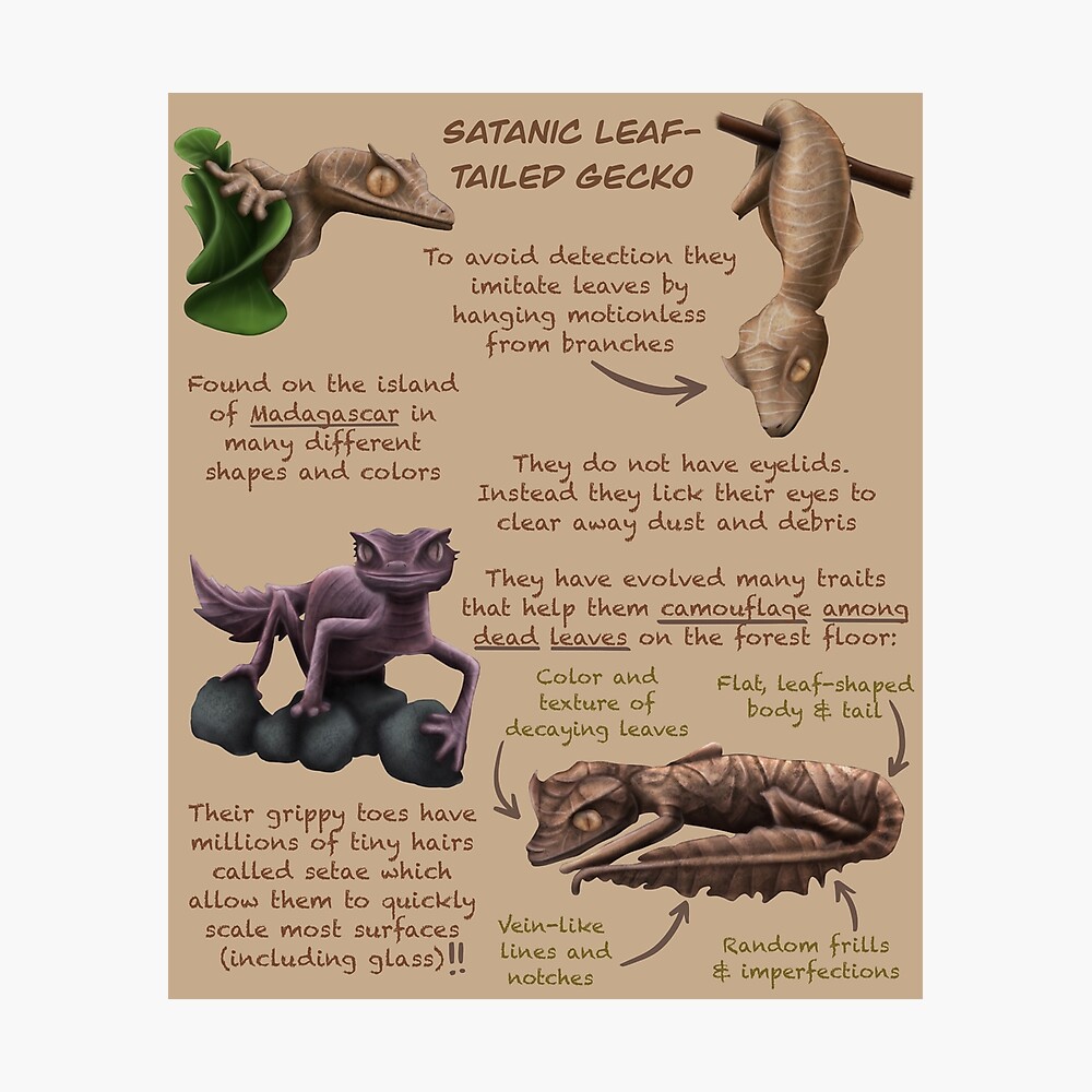 Satanic Leaf-Tailed Gecko Fun Animal Facts Satanic Leaf-Tailed Gecko Fun Animal Facts
