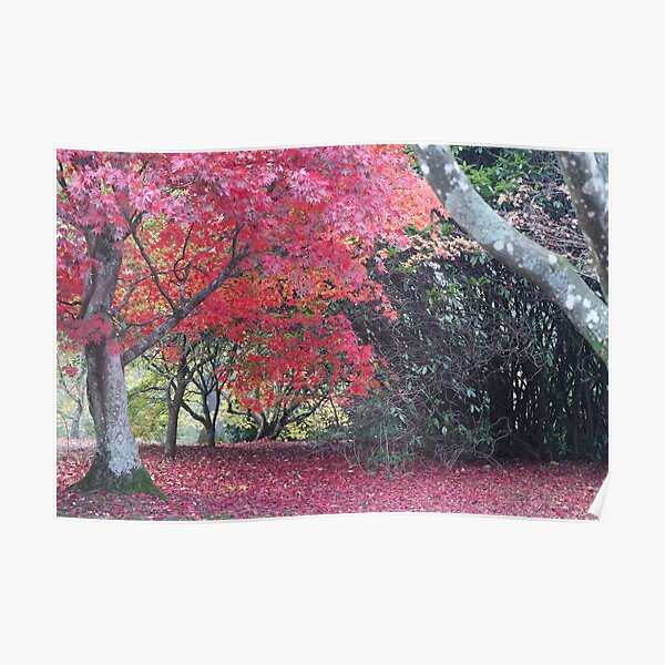 Autumn trees Poster