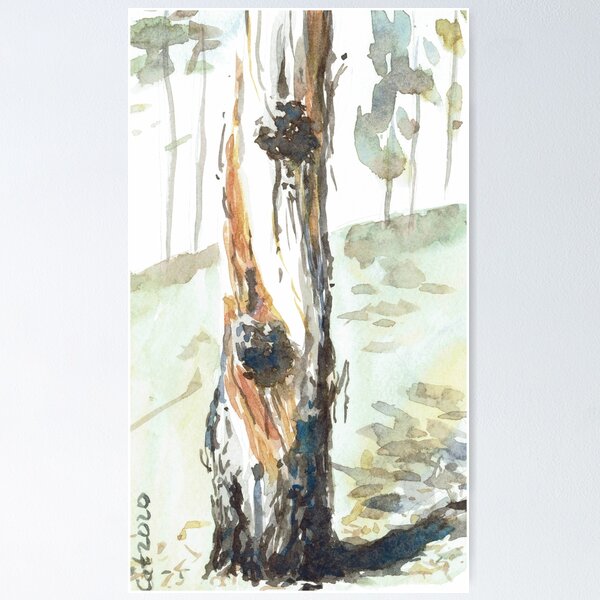 Gum Tree Trunk Poster