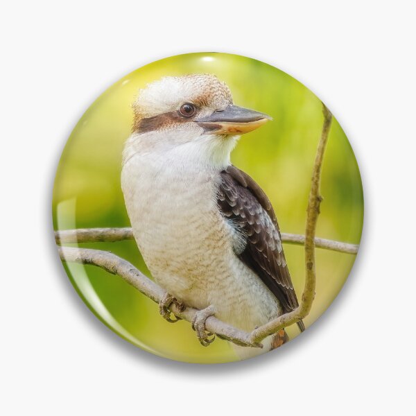 Artikelvorschau, Kookaburra, Yanchep-Nationalpark, Perth, Westaustralien entworfen und verkauft von Dave Catley.