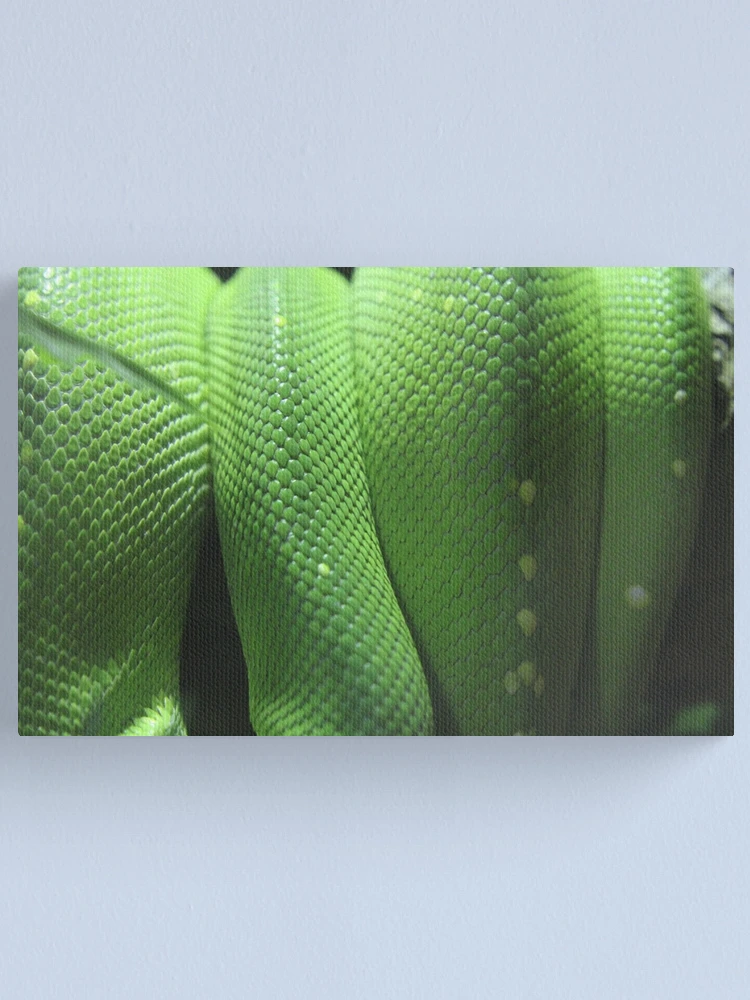 Thumbnail 1 of 3, Canvas Print, GreenTreePythonScales designed and sold by EmmaCoops.