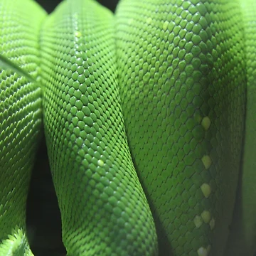 Artwork thumbnail, GreenTreePythonScales by EmmaCoops