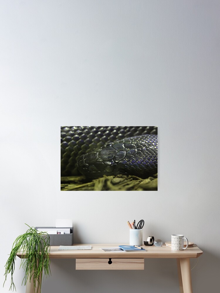Thumbnail 2 von 3, Poster, Wasserpython designt und verkauft von EmmaCoops.
