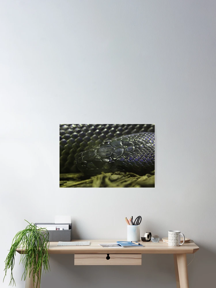 Thumbnail 2 of 3, Poster, Water Python designed and sold by EmmaCoops.