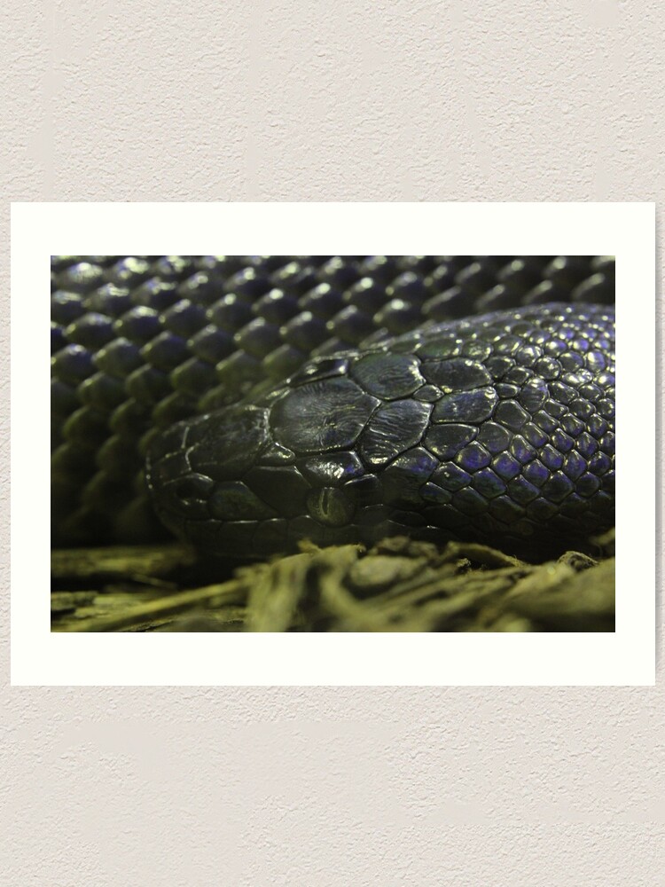Thumbnail 1 von 3, Kunstdruck, Wasserpython designt und verkauft von EmmaCoops.