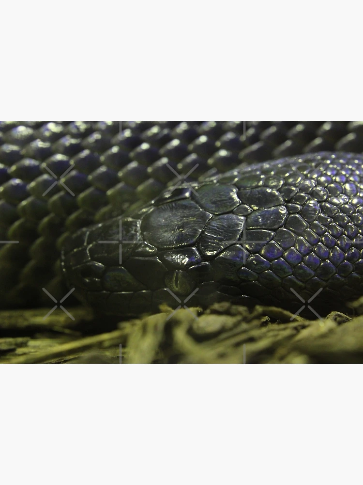 Thumbnail 3 of 3, Poster, Water Python designed and sold by EmmaCoops.