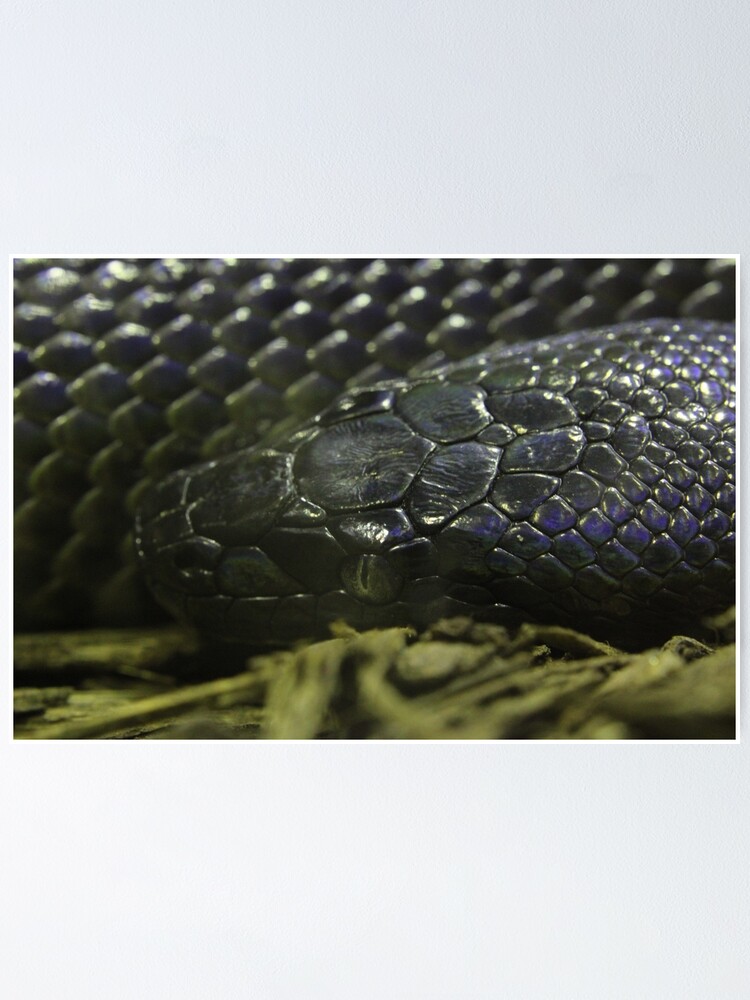 Thumbnail 1 von 3, Poster, Wasserpython designt und verkauft von EmmaCoops.