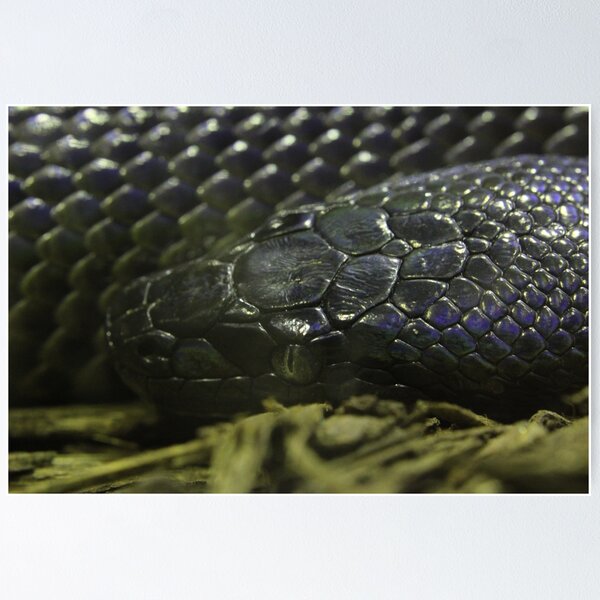 Item preview, Water Python designed and sold by EmmaCoops.
