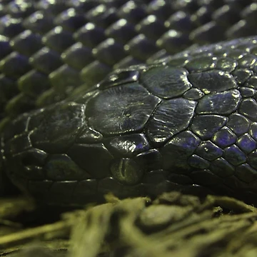 Artwork thumbnail, Water Python by EmmaCoops