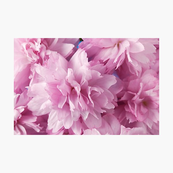 Item preview, Pink Cherry Blossom designed and sold by rogerash.
