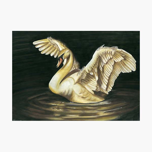 Golden Swan  Photographic Print