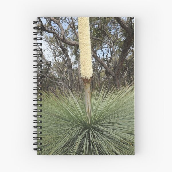 Item preview, Xanthorrhoea Australis In Bloom at Pt Addis designed and sold by AdamDHaack.