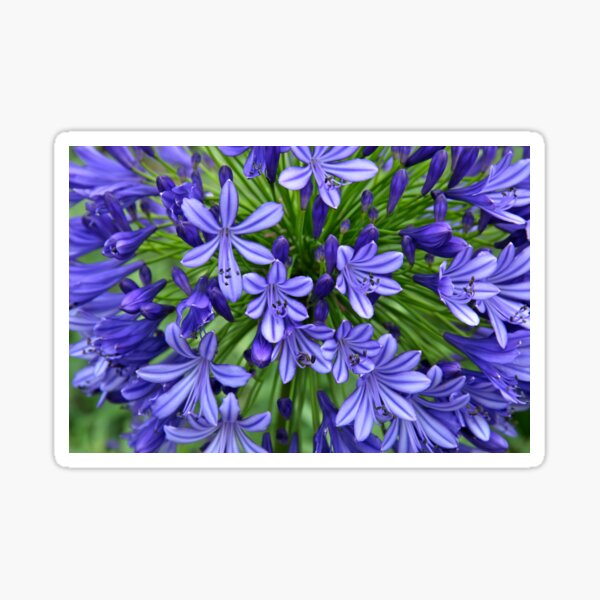 Agapanthus (landscape) Sticker