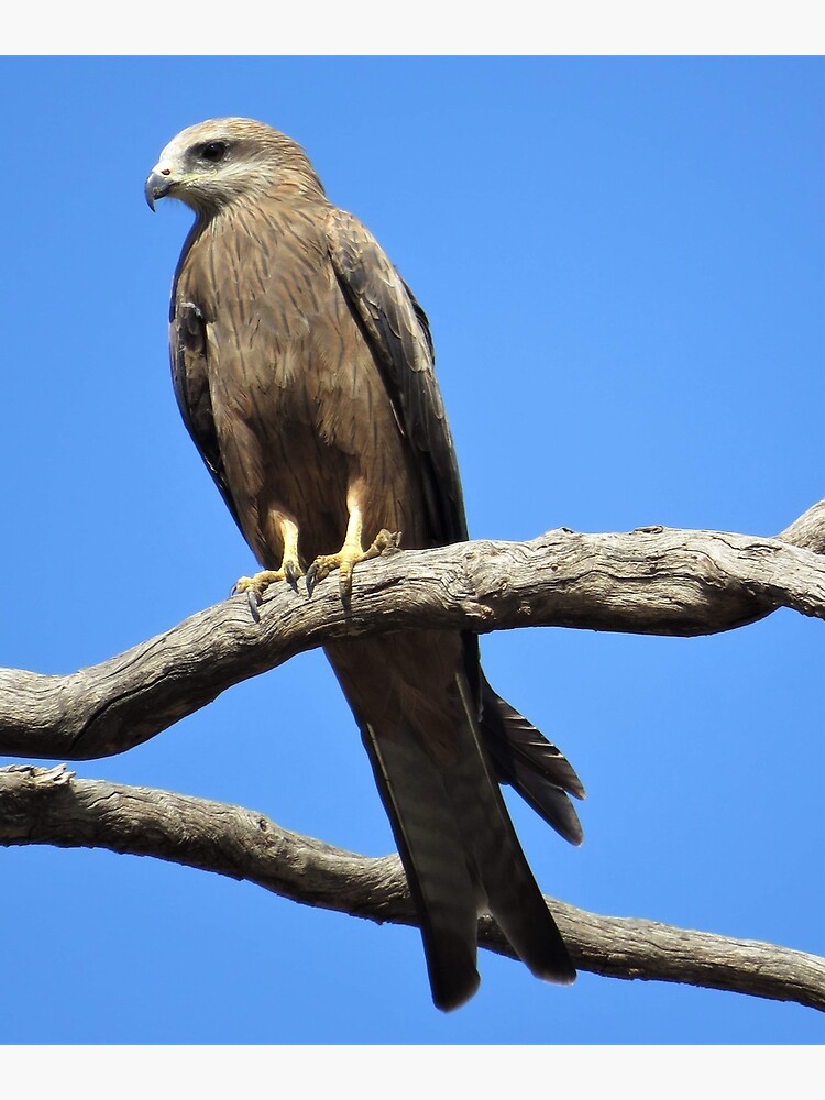 "Black Kite Bird Photograph" Poster for Sale by Moondaughter28 Redbubble