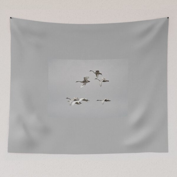 Item preview, The kids just always fool around. Whooper swans designed and sold by Jouko Lehto Photography.