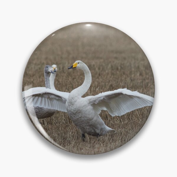 Item preview, Believe me It was this big. Whooper swans designed and sold by Jouko Lehto Photography.