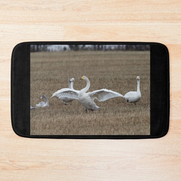 Item preview, Believe me It was this big. Whooper swans designed and sold by Jouko Lehto Photography.