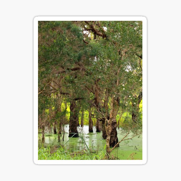 Item preview, Paper Bark Wetlands  designed and sold by W E NIXON  PHOTOGRAPHY.