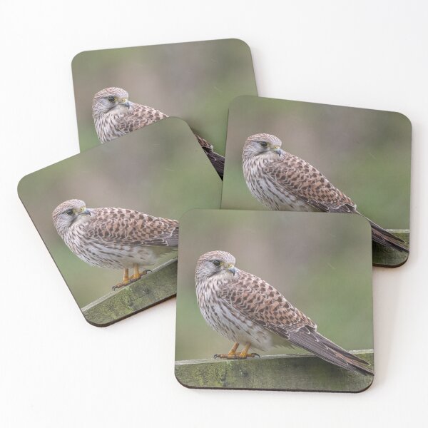 Item preview, Common kestrel (Falco tinnunculus) designed and sold by Steve Liptrot Photography.