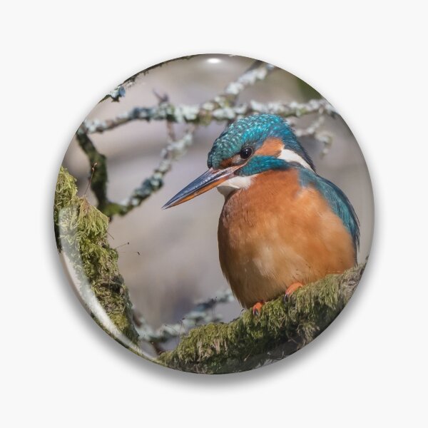 Item preview, Common kingfisher (Alcedo atthis) designed and sold by Steve Liptrot Photography.