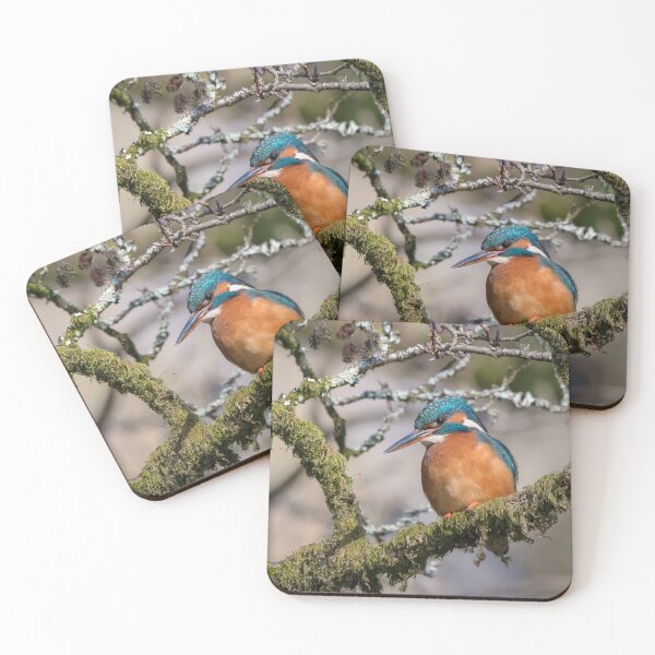 Item preview, Common kingfisher (Alcedo atthis) designed and sold by Steve Liptrot Photography.