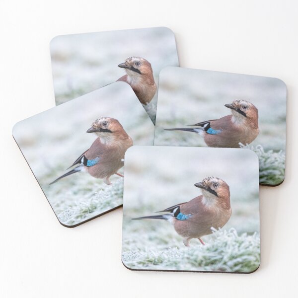 Item preview, Eurasian jay (Garrulus glandarius) designed and sold by Steve Liptrot Photography.