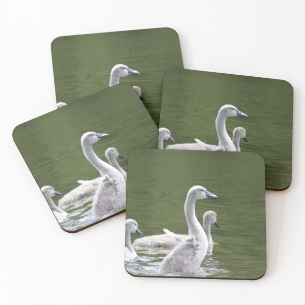 Item preview, Three cygnets on pond water designed and sold by Gaynor-dI.