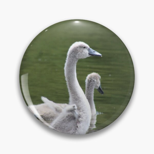Artikelvorschau, Drei Cygnets auf Teichwasser entworfen und verkauft von Gaynor-dI.