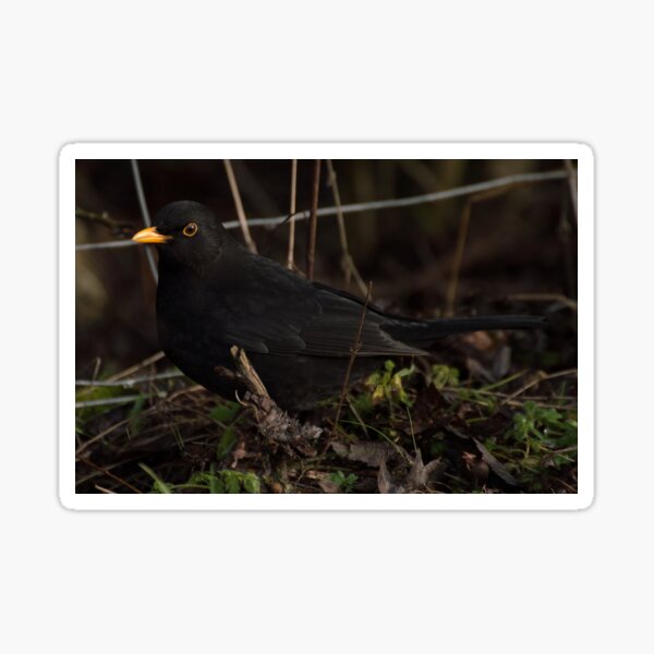 Item preview, Blackbird designed and sold by Robert Carr.