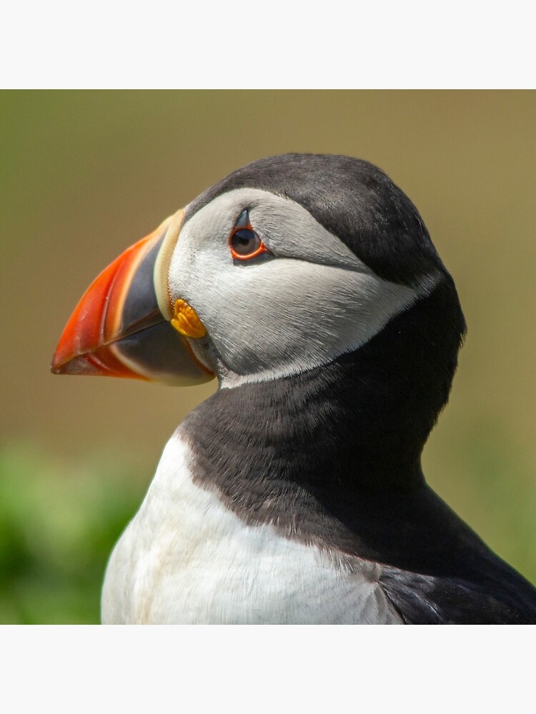 Skomer Puffin by DawnsArt92