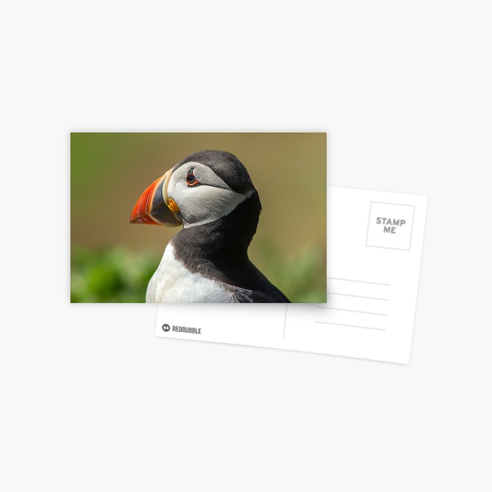 Skomer Puffin Postcard