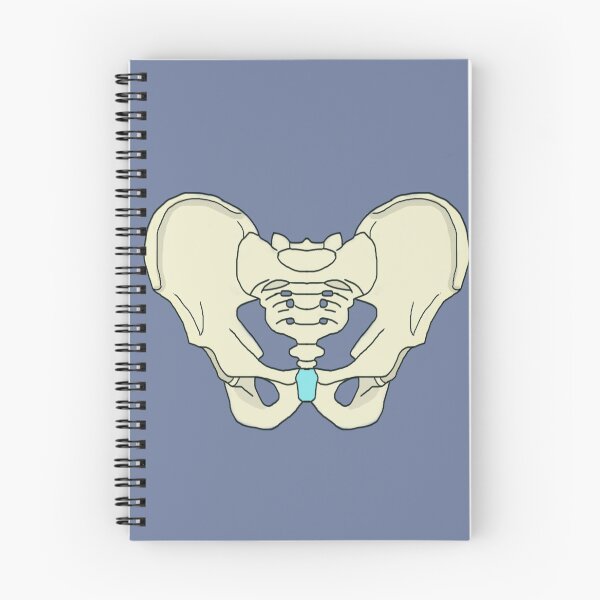 Item preview, HUman pelvis designed and sold by Pasan-hpmm.