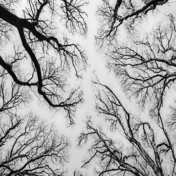 Artwork thumbnail, Upside Trees by Dave Currie