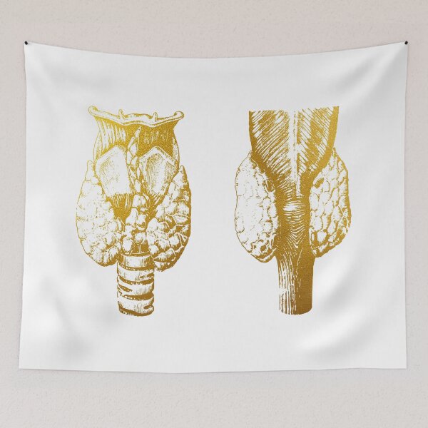 Item preview, Anatomy of human thyroid gland designed and sold by Liededrom..